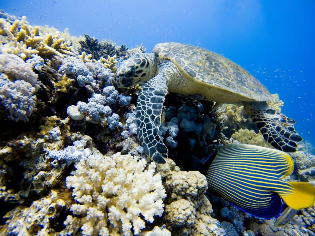 Red Sea Reisen