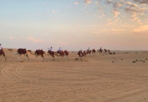 A camel caravan line in the desert as the sun sets