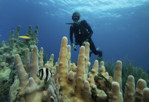 A diver looking at an angelfish swimming by Pillar coral.