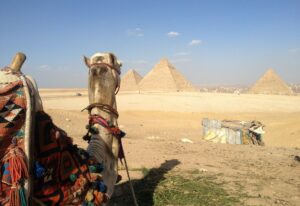 Pyramides de chameaux Egypte
