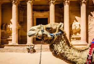 Camel wearing harness by ancient building, Petra, Jordan, jordan