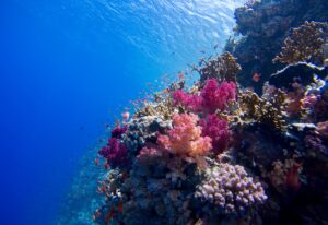 Colorful coral reefs and fish, under Red Sea, Egypt.