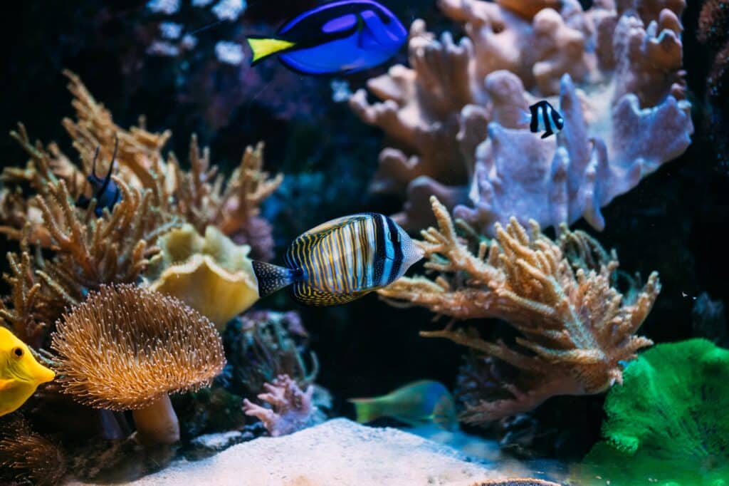 Red Sea Reisen