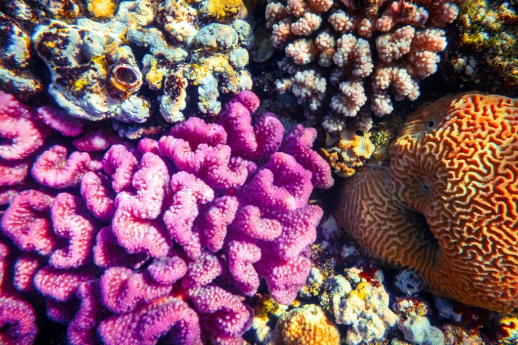 Red Sea Reisen