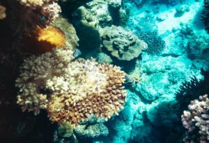 Coral reef colony in Red sea in Egypt