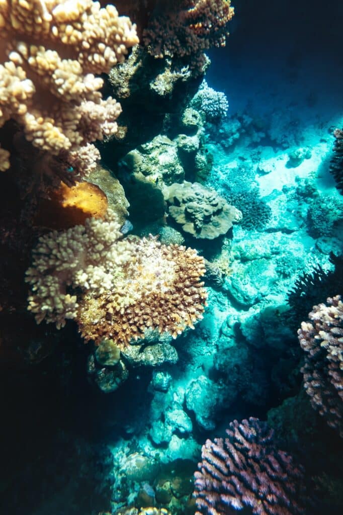 Red Sea Reisen