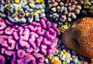 Coral reef colony in Red sea in Egypt