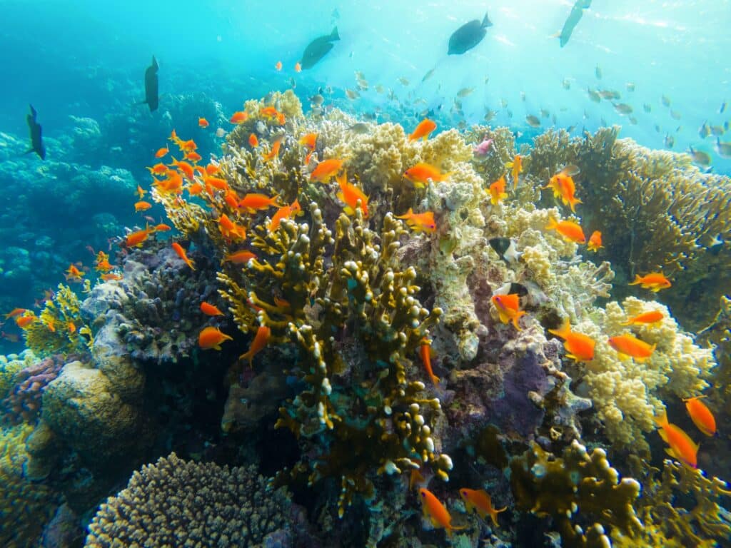 Red Sea Reisen