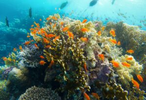 Coral Reef Red Sea Egypt Marsa Alam