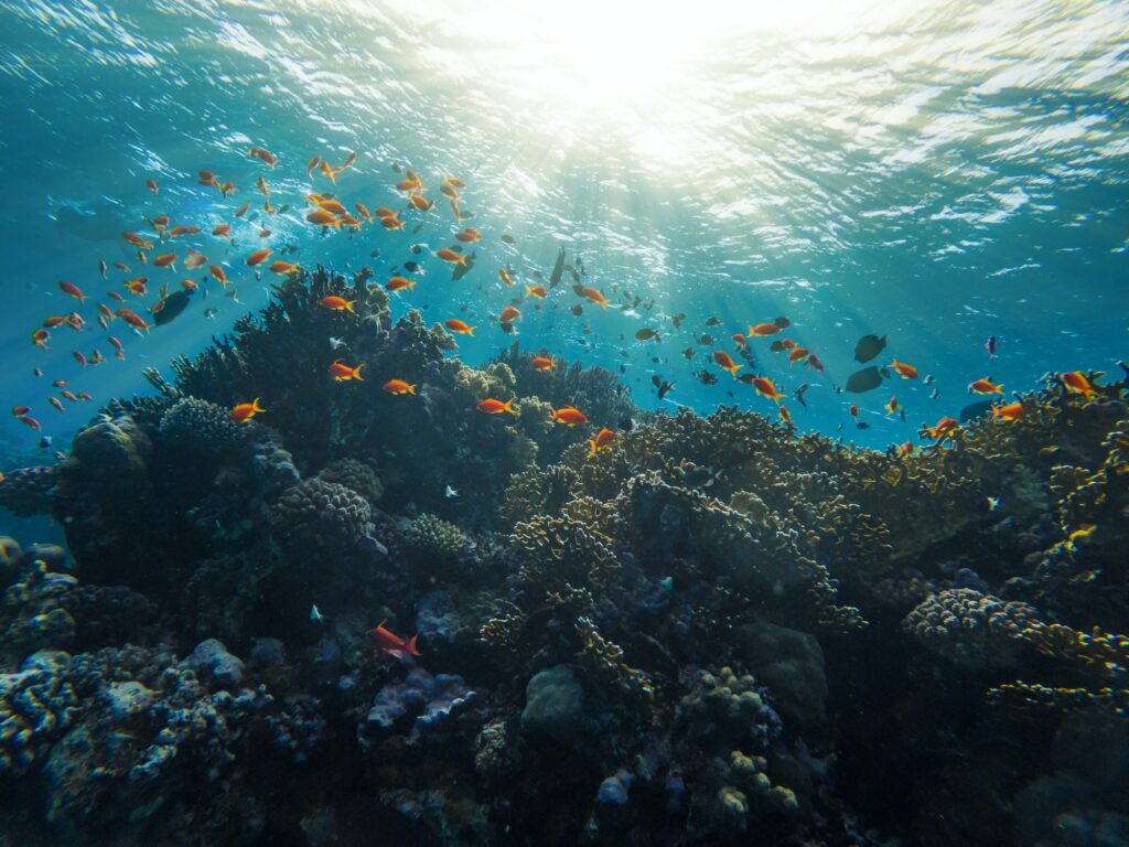Red Sea Reisen