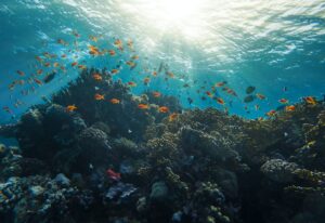 Coral Reef Red Sea Egypt Marsa Alam