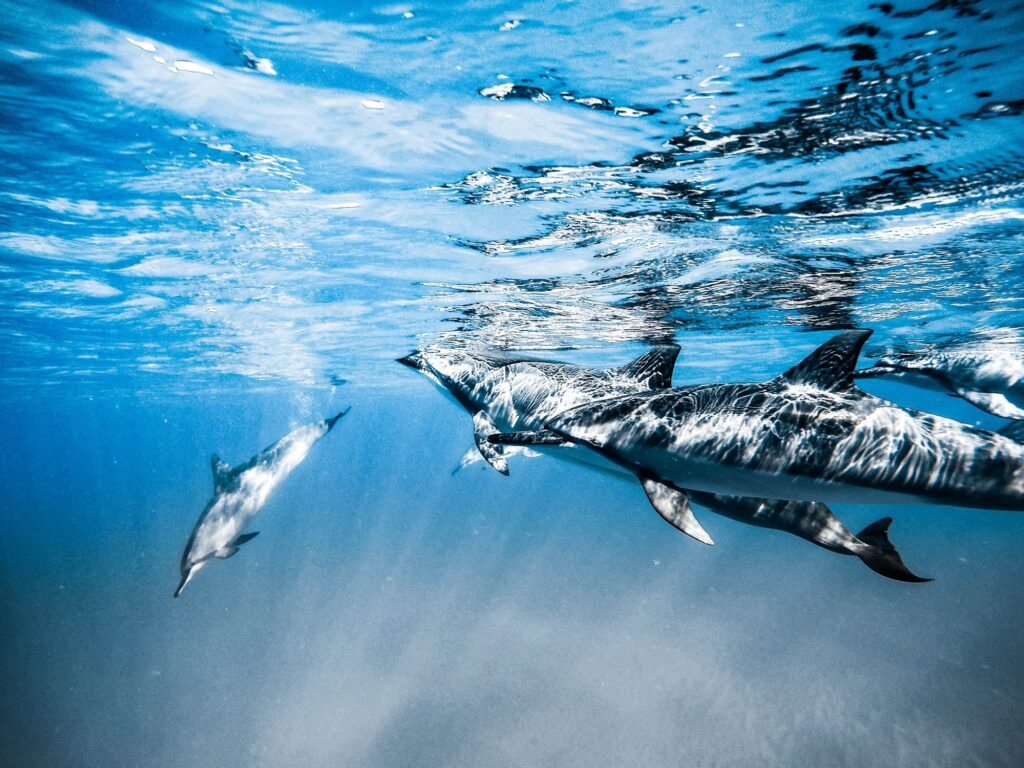 Red Sea Reisen