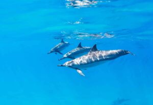 Delfine unter Wasser