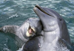 Friendly dolphin.,Friendly dolphin.