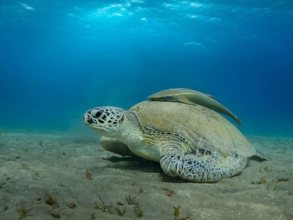 Red Sea Reisen