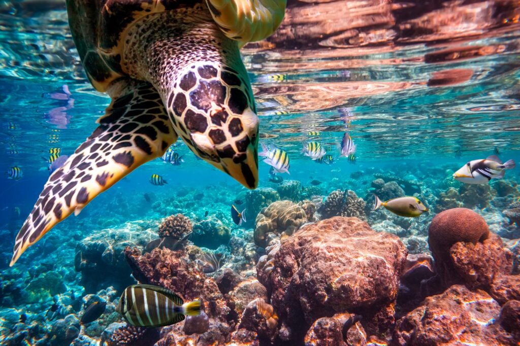 Red Sea Reisen