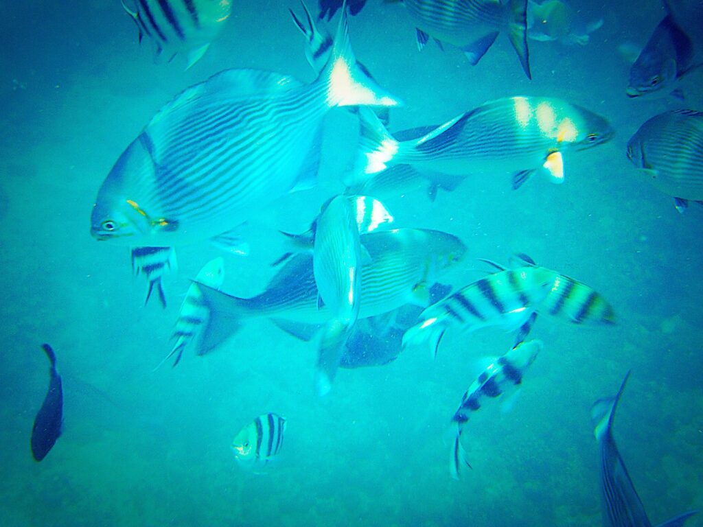 Red Sea Reisen