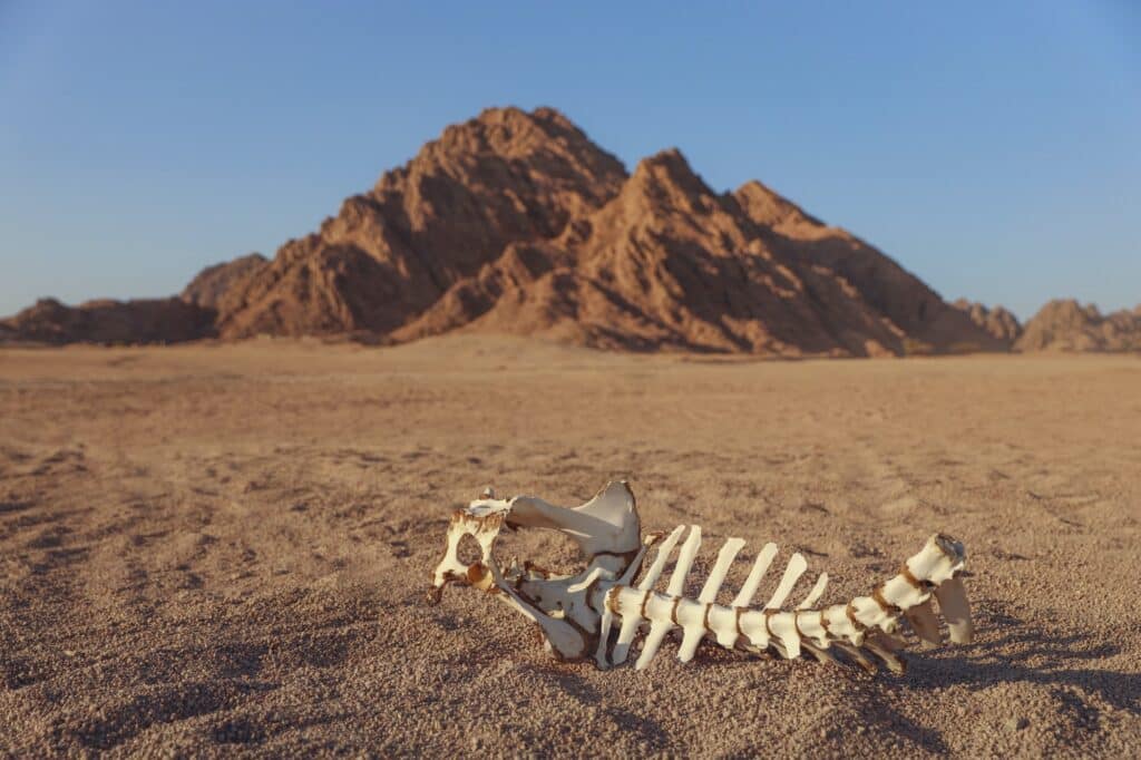 Red Sea Reisen