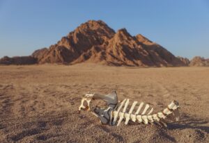 Mountains in the desert. A camel skeleton in the middle of the desert Sinai in Egypt.