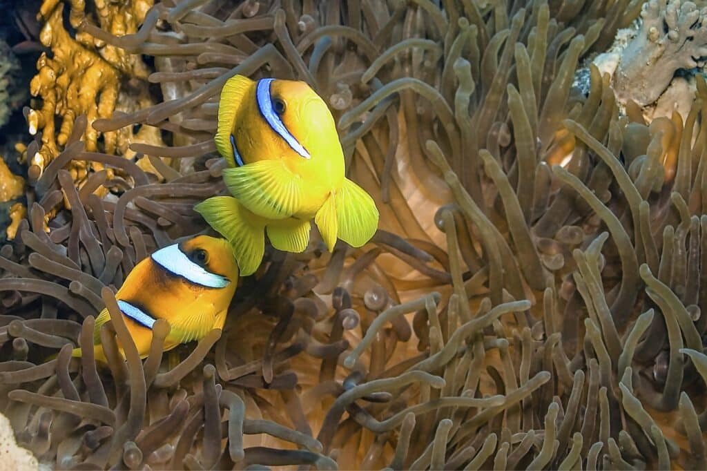 Red Sea Reisen