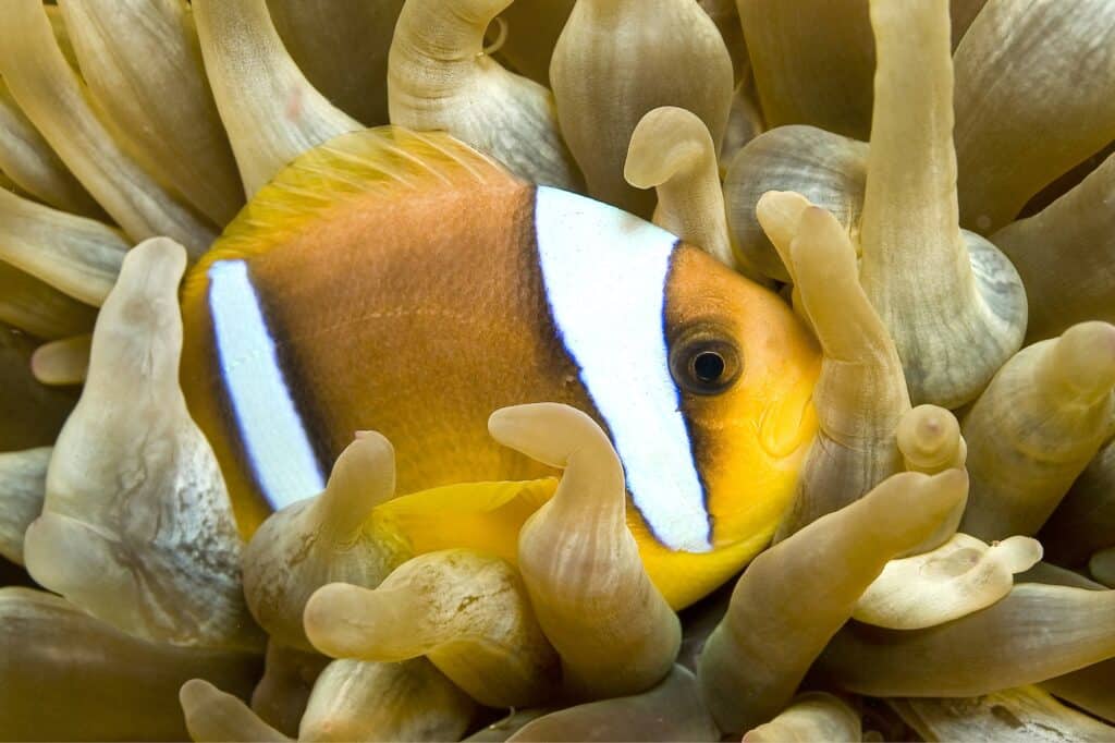 Red Sea Reisen