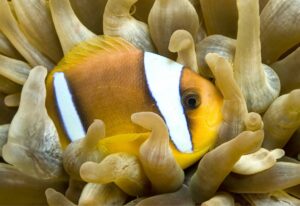 Red Sea Clownfish, Two banded Anemonefish, Red Sea, Egypt