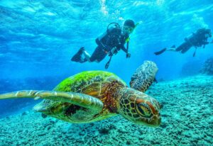 Scuba Diving with Turtle