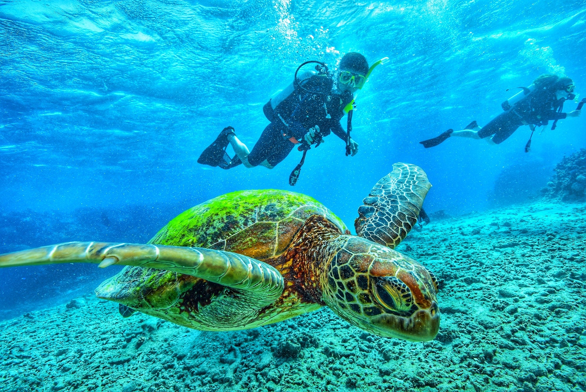 bibel skole Modig Scuba Diving in Ras Muhammad from Sharm El-Sheikh