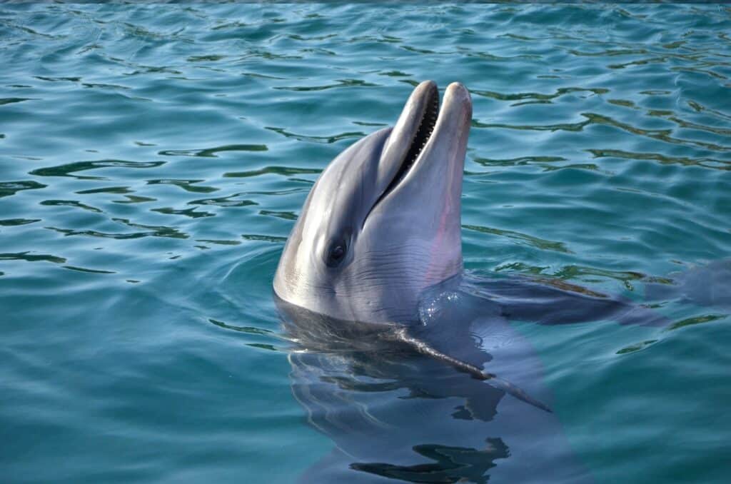 Red Sea Reisen
