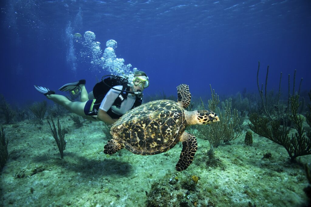 Red Sea Reisen