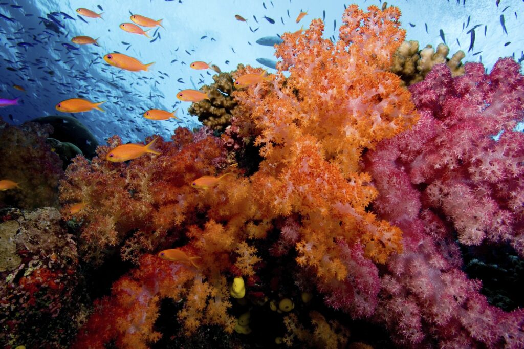Red Sea Reisen