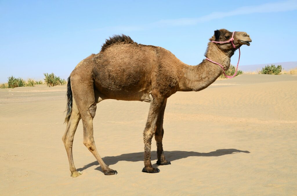 Red Sea Reisen
