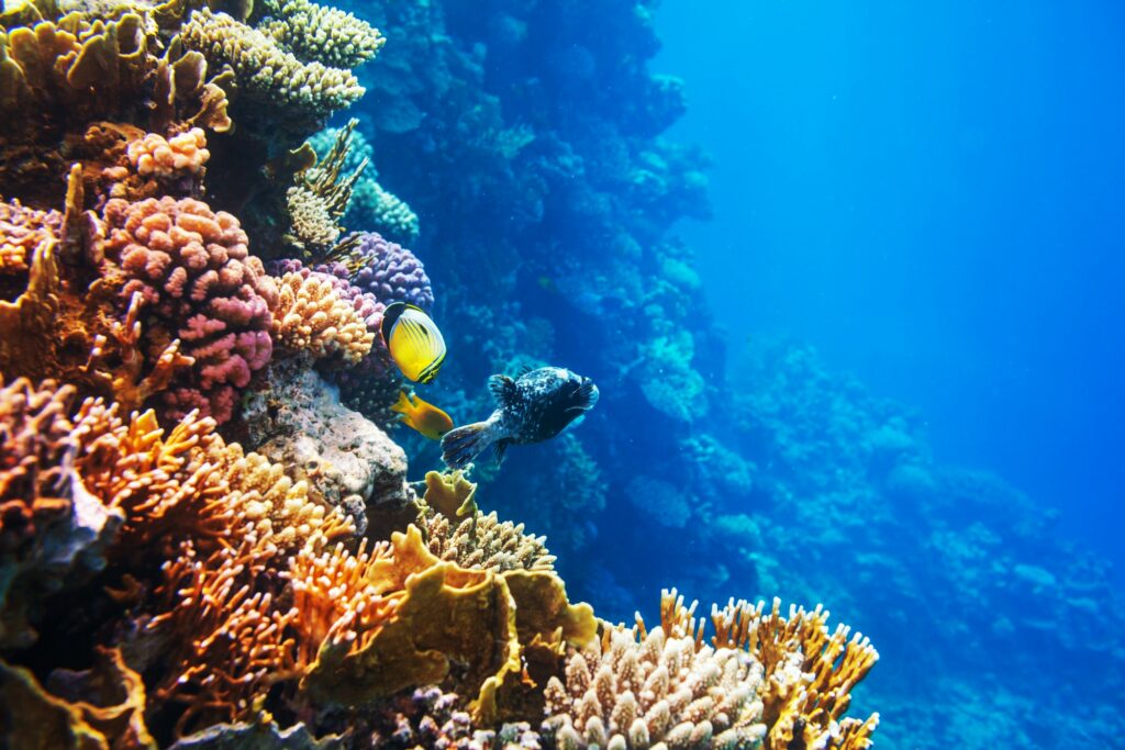 Red Sea Reisen