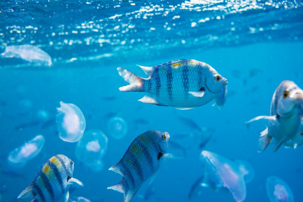 Red Sea Reisen