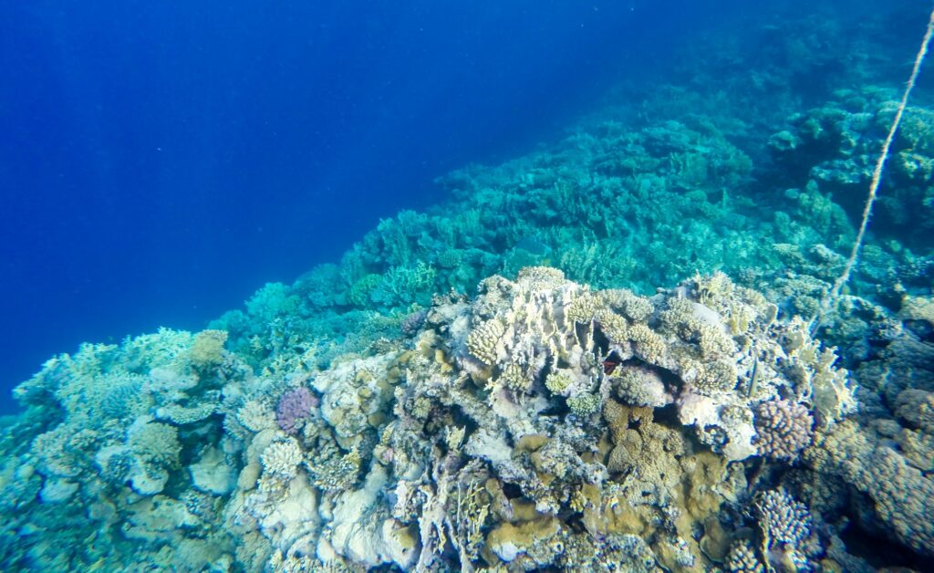 Red Sea Reisen