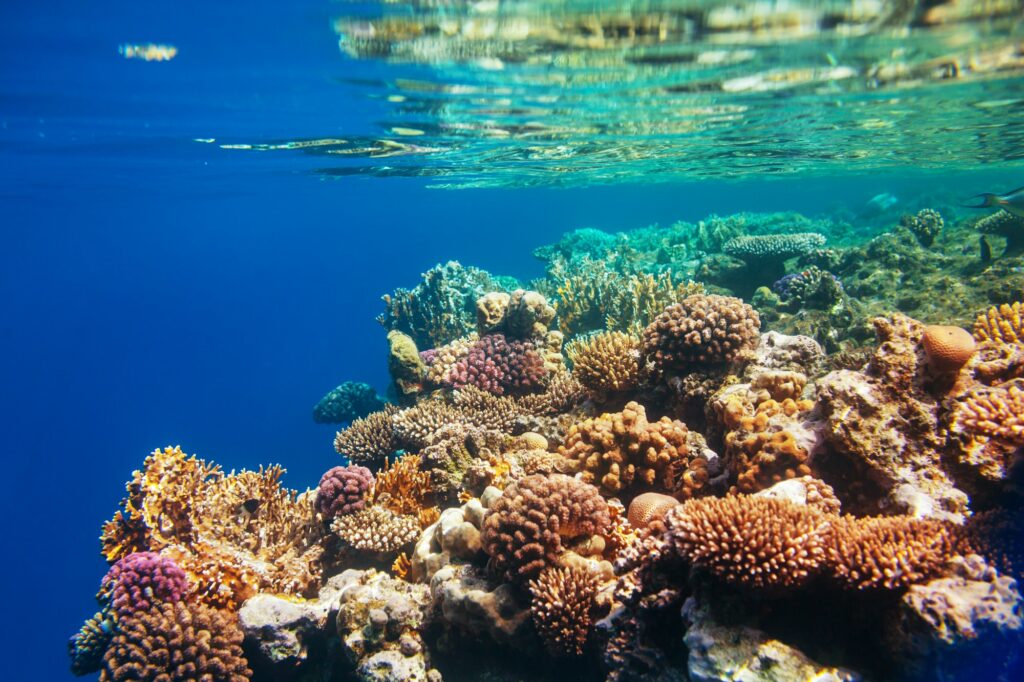 Red Sea Reisen