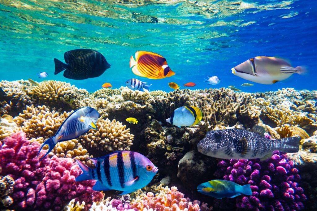 Red Sea Reisen