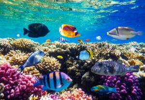 Different tropical fish on a coral reef in the Red Sea