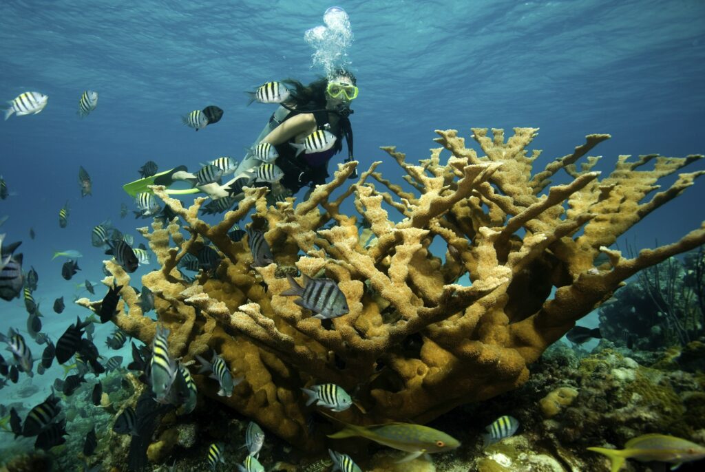 Red Sea Reisen