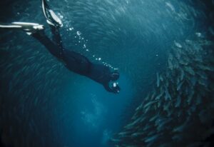 free diving into a sardine ball