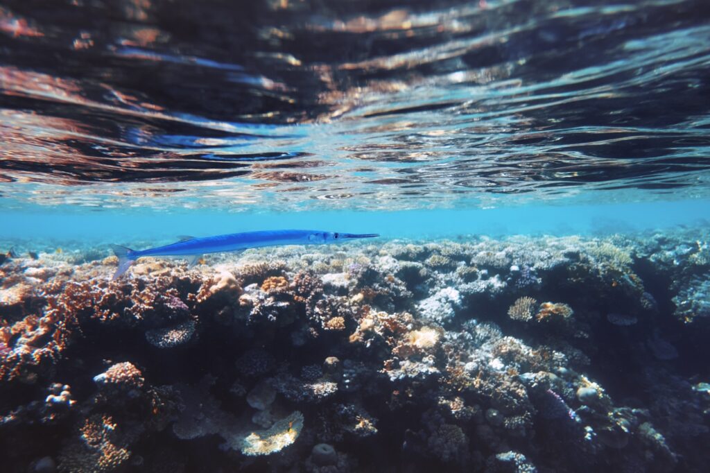 Red Sea Reisen