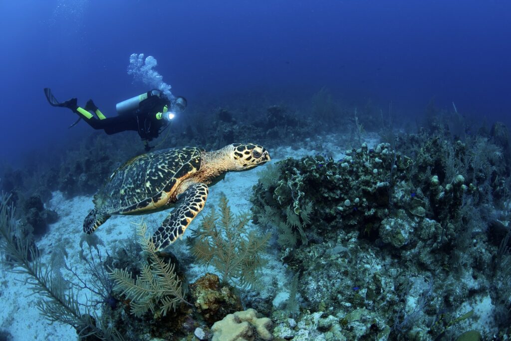 Red Sea Reisen