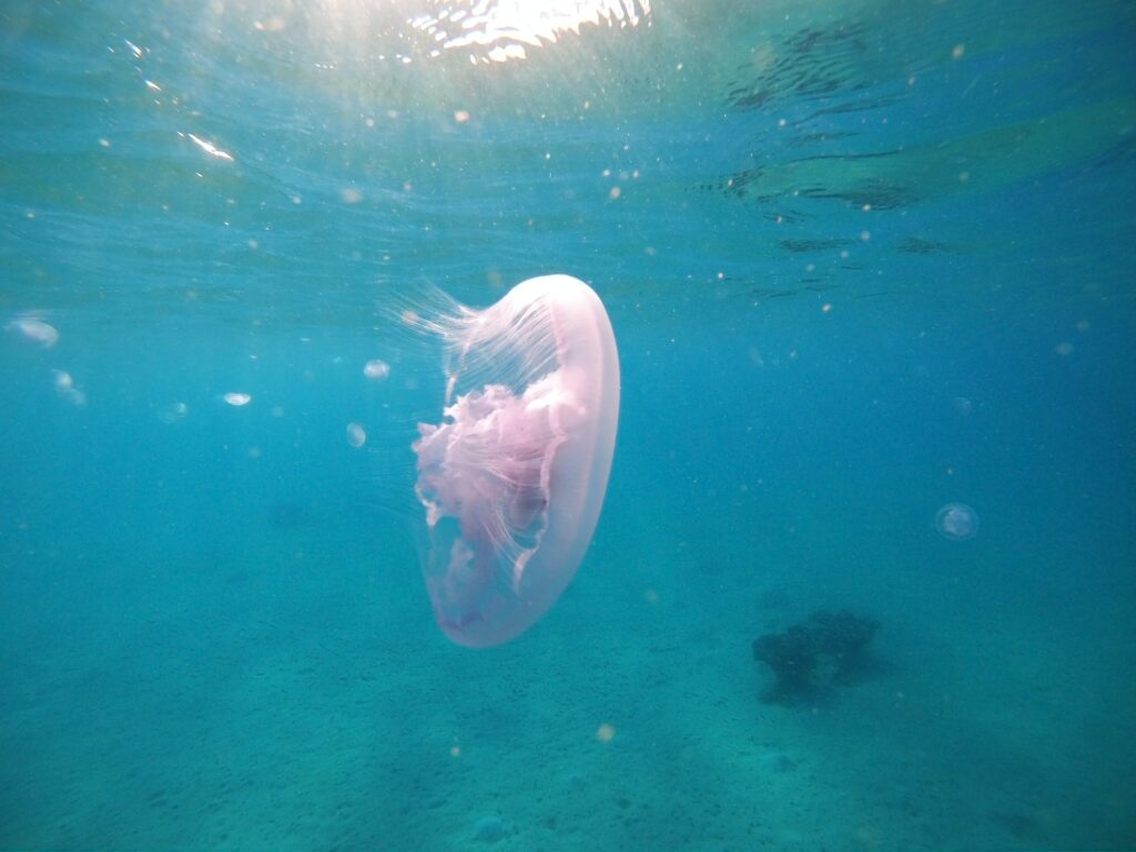 Red Sea Reisen