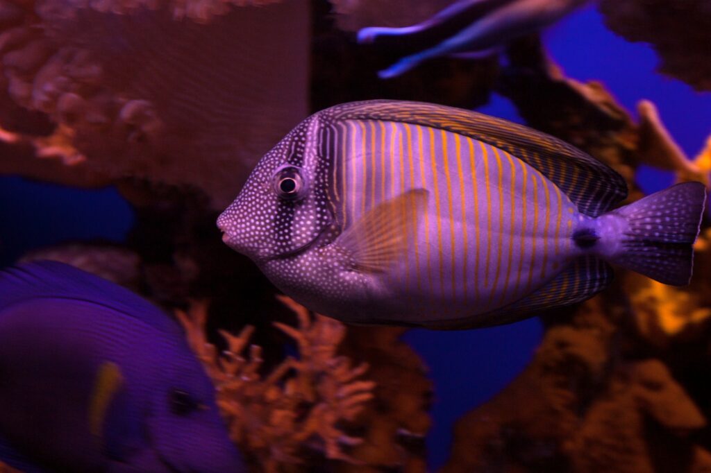 Red Sea Reisen
