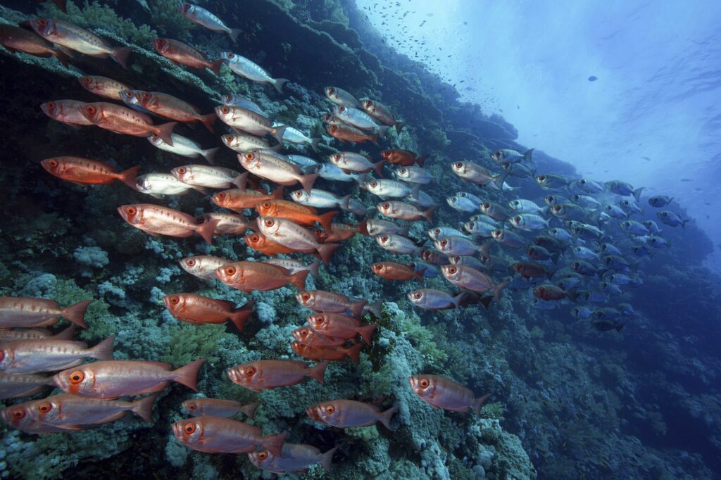 Red Sea Reisen