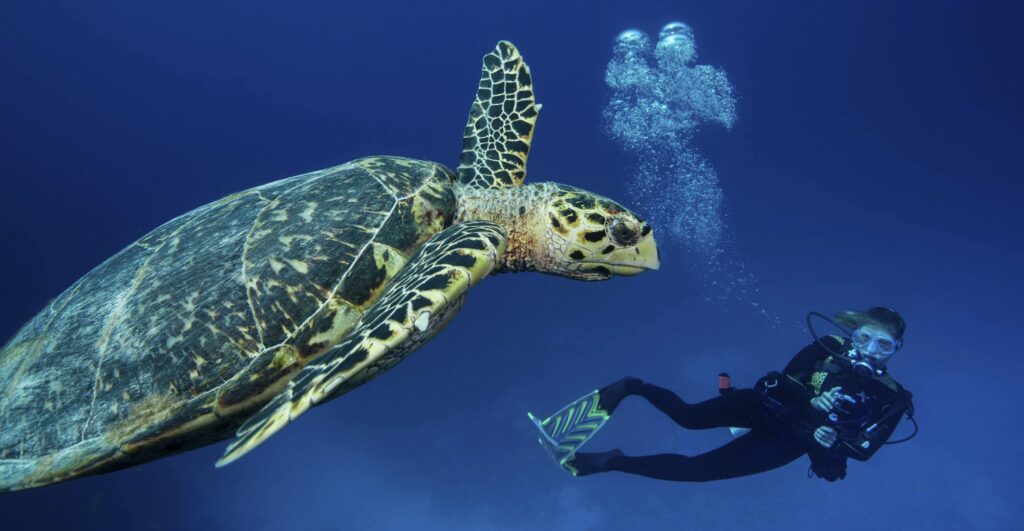 Red Sea Reisen