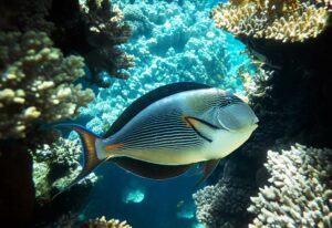 Surgeonfish on a coral reef in the Red Sea