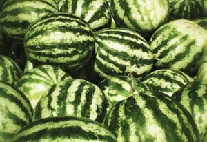 Truckload of Melons in December from Oman in Abu Dhabi Fruit Souk