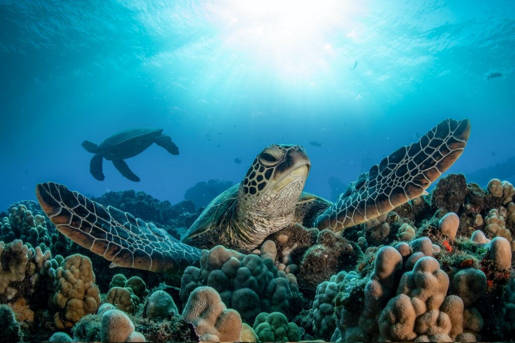 Red Sea Reisen