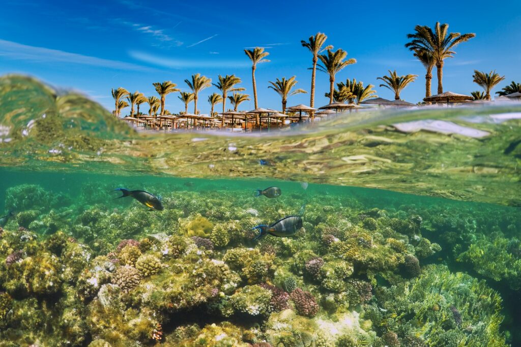 Red Sea Reisen